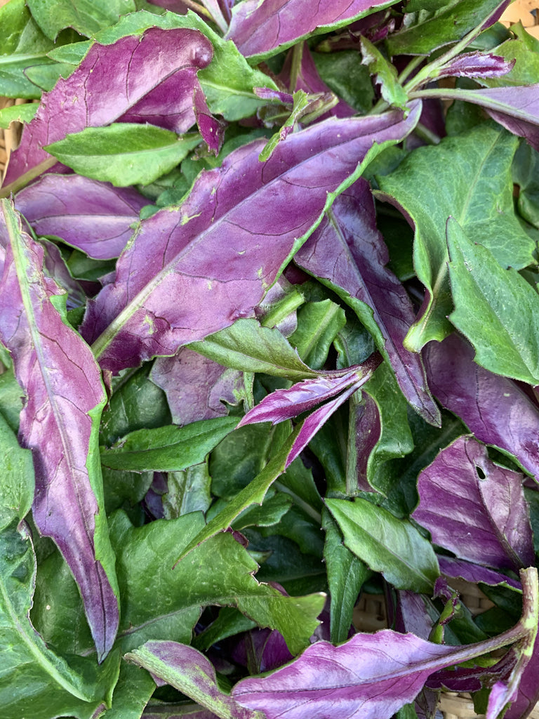 Okinawa Spinach Cuttings – 8 Unrooted 5–6" Gynura crepioides Edible Green & Purple Leaf Vegetable for Gardens
