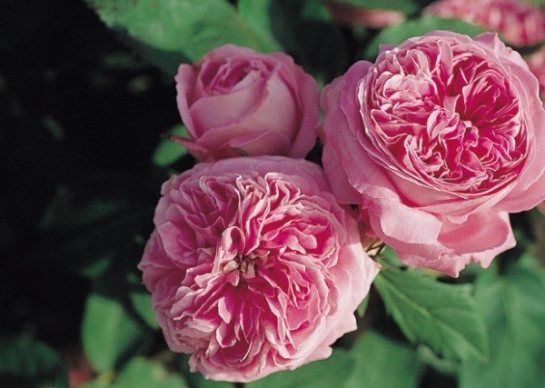 French Rose Cuttings 6–8 Inches Heirloom Fragrant Garden Rose Propagation Starter Stems