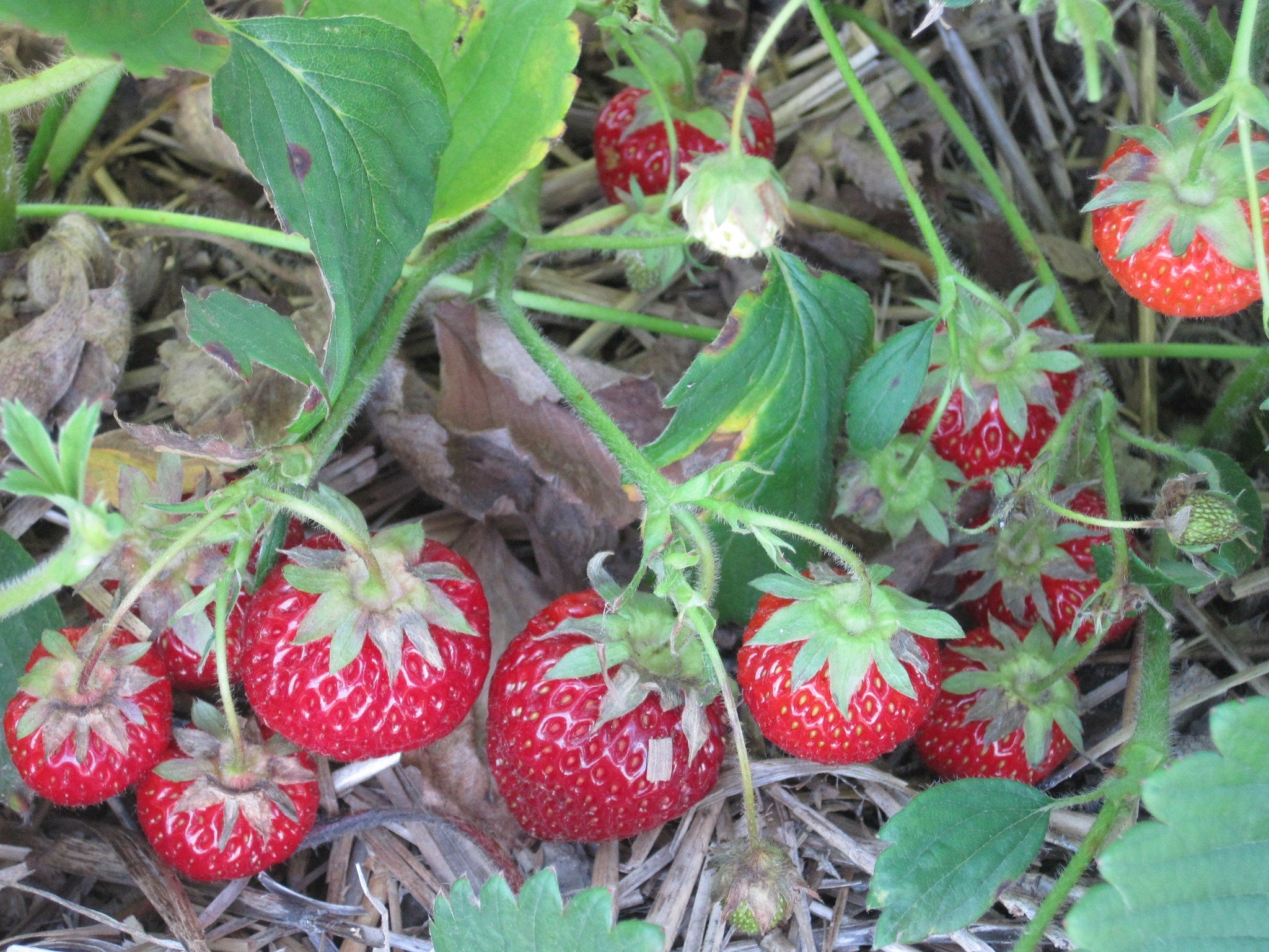Seascape Strawberry Plants Bare Root Everbearing Large Sweet Berries Non-GMO Garden Fruit