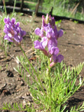 Oxytropis lambertii Seeds – Showy Locoweed Native Perennial Wildflower (25 Seeds)