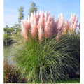 Pink Pampas Grass Live Plugs – Cortaderia selloana Ornamental Perennial for Borders & Landscaping