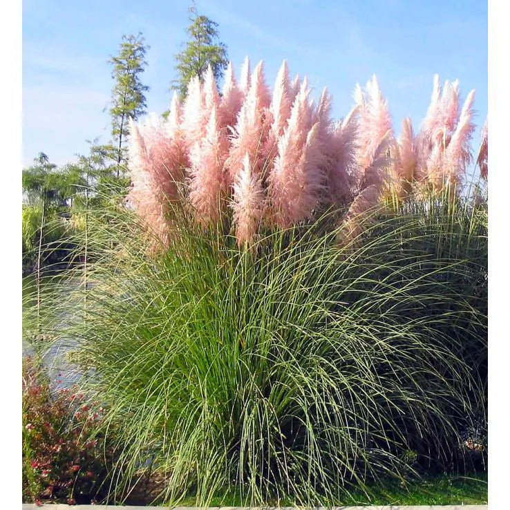Pink Pampas Grass Live Plugs – Cortaderia selloana Ornamental Perennial for Borders & Landscaping