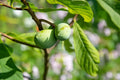 2 Pawpaw Trees (Asimina triloba) Bare Root Seedlings 6-12” | Cold Hardy American Paw Paw Fruit Tree