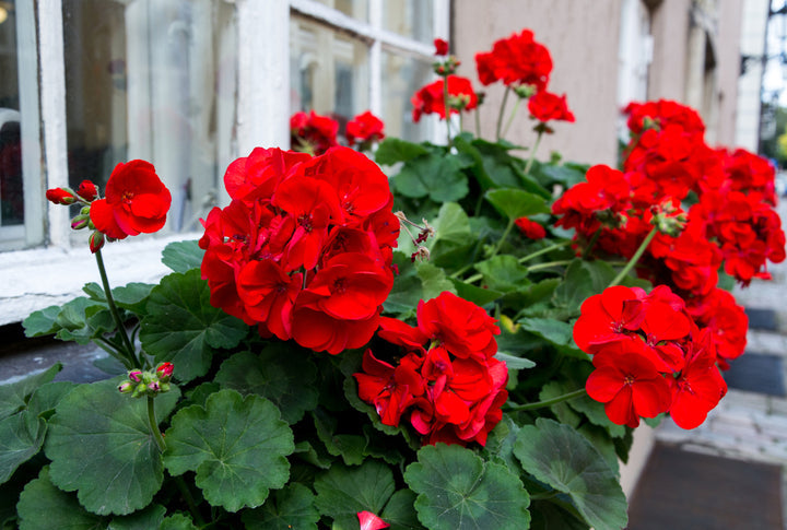 3 Ivy Geranium Cuttings Vivid Red Pelargonium peltatum Unrooted Trailing Starter Stems for Hanging Baskets & Containers