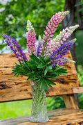 Lupine Garden Perennial Plugs | Mini Extra Mix | Colorful Flowering Lupinus Hybrid Starter Plants