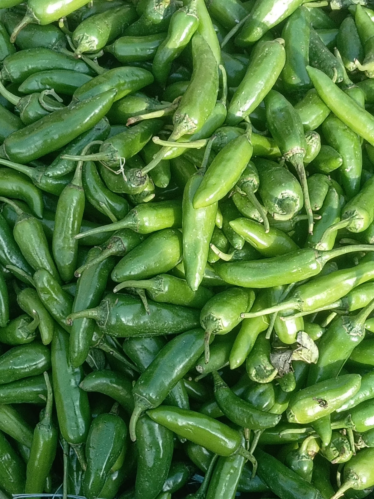 3 Green Jalapeño Chili Live Plants – Capsicum annuum Starter Pepper Plants for Vegetable Gardens & Containers