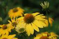 Canary Feathers Coneflower Live Plants – 3 Rooted Starter Plants in 1 Qt Pots, Yellow Echinacea Perennial Flower