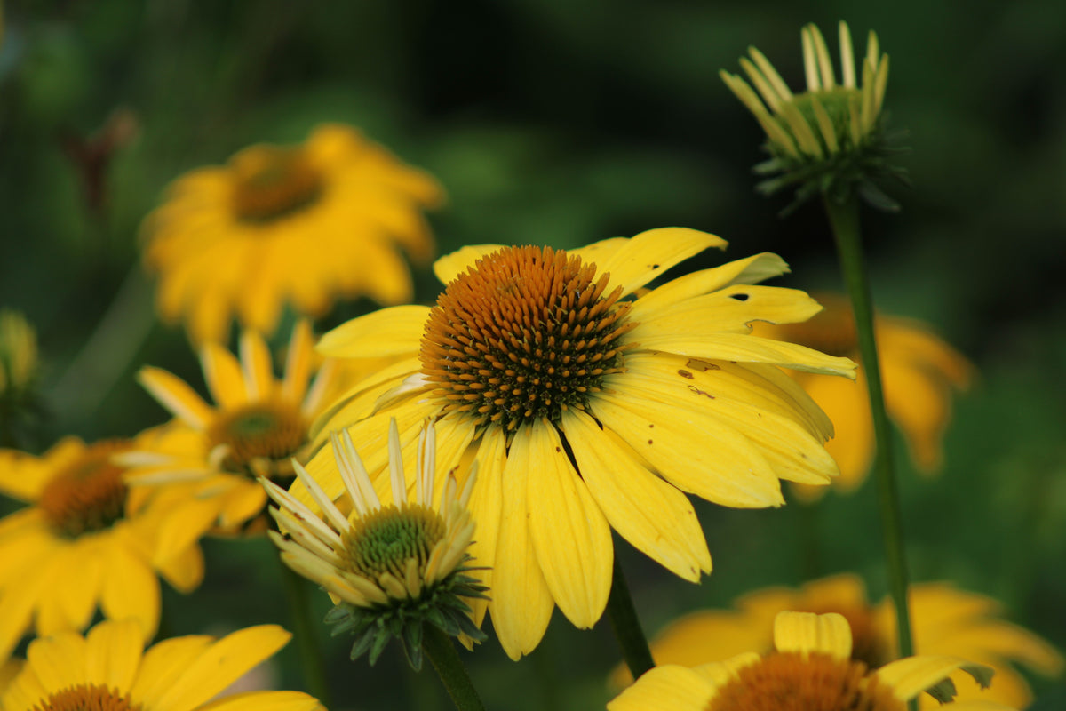 Canary Feathers Coneflower Live Plants – 3 Rooted Starter Plants in 1 Qt Pots, Yellow Echinacea Perennial Flower