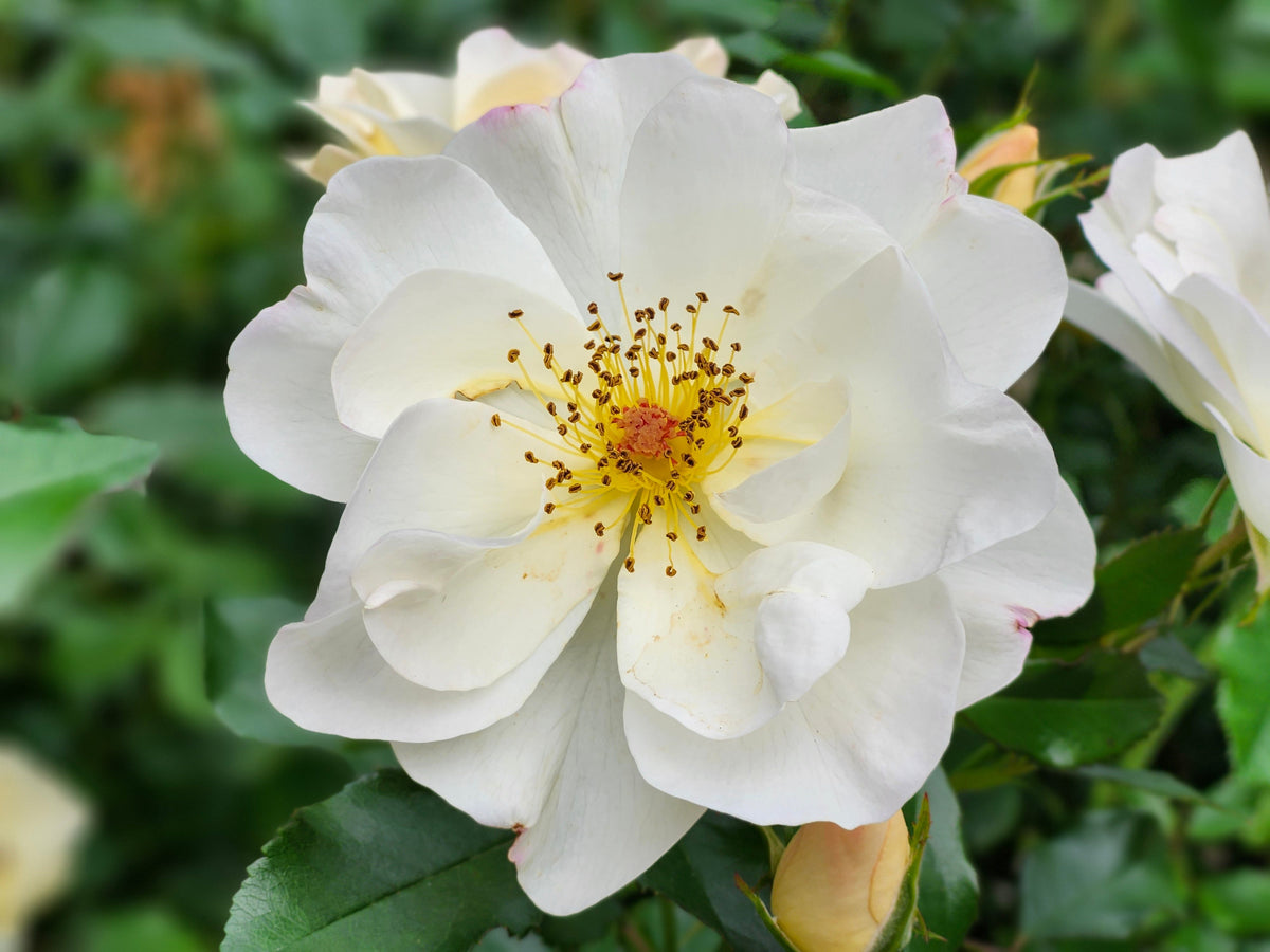 Popcorn Drift® Groundcover Rose Live Plant 1 Quart - Compact Ornamental Rose Shrub Rosa 'Novarospop'