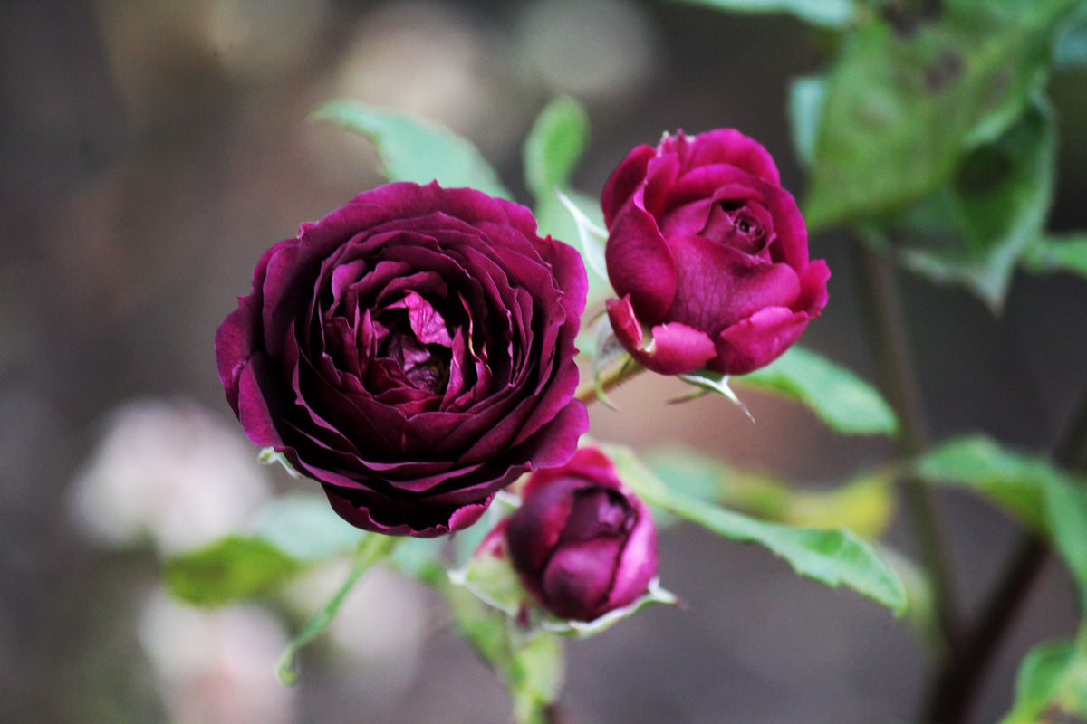 Burgundy Iceberg Rose Cuttings – 3 Unrooted Floribunda Rose Plants, Rich Burgundy-Red Blooms, Propagation Material