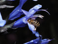 Black and Blue Salvia Live Starter Plant - Salvia guaranitica, Blue Flowers, 3-5 ft Mature Height