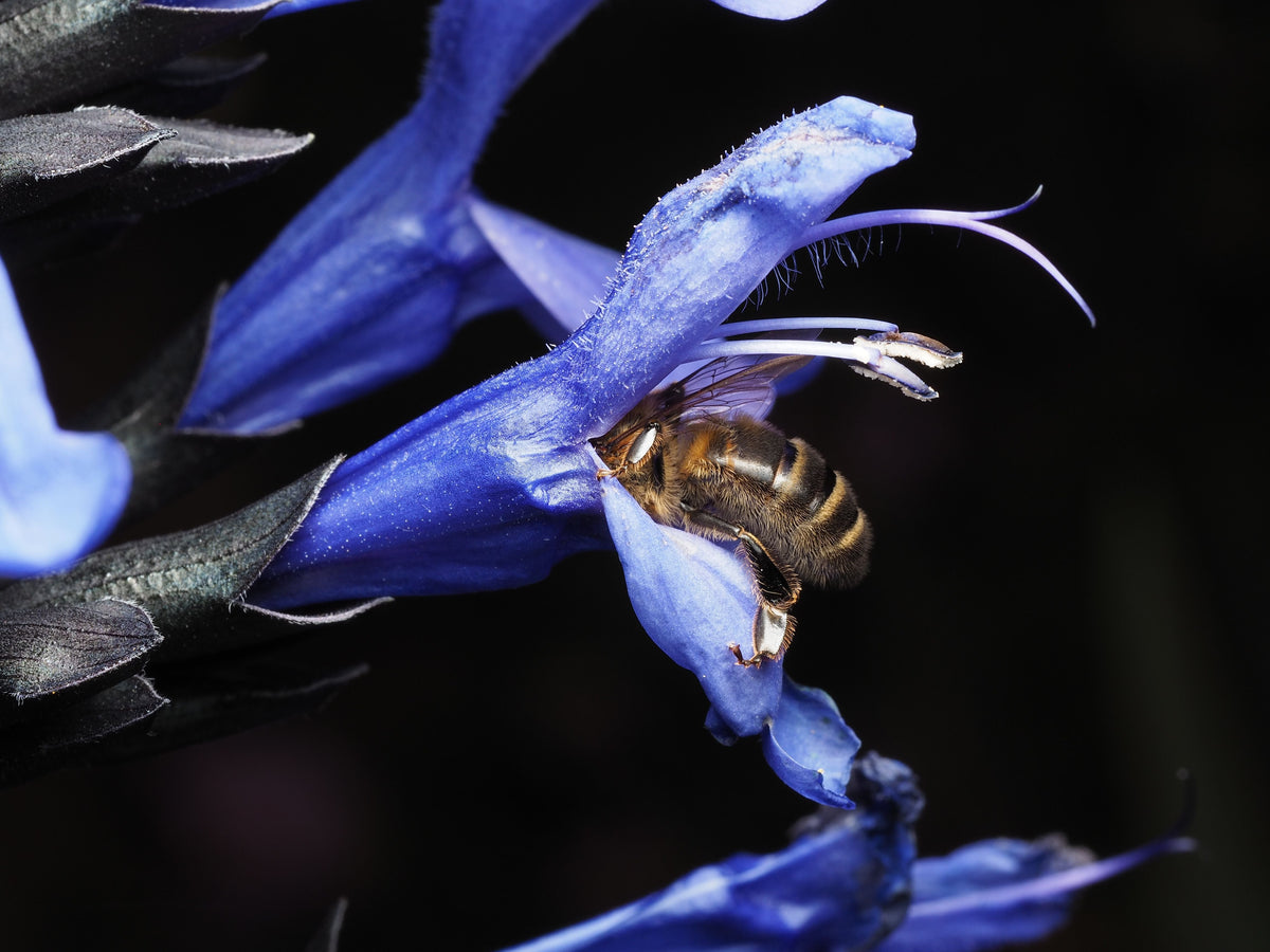 Black and Blue Salvia Live Starter Plant - Salvia guaranitica, Blue Flowers, 3-5 ft Mature Height