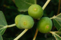 Celeste Fig Live Plant 1 Qt – Ficus carica Fruit Tree in Fabric Grow Bag for Edible Gardens & Containers