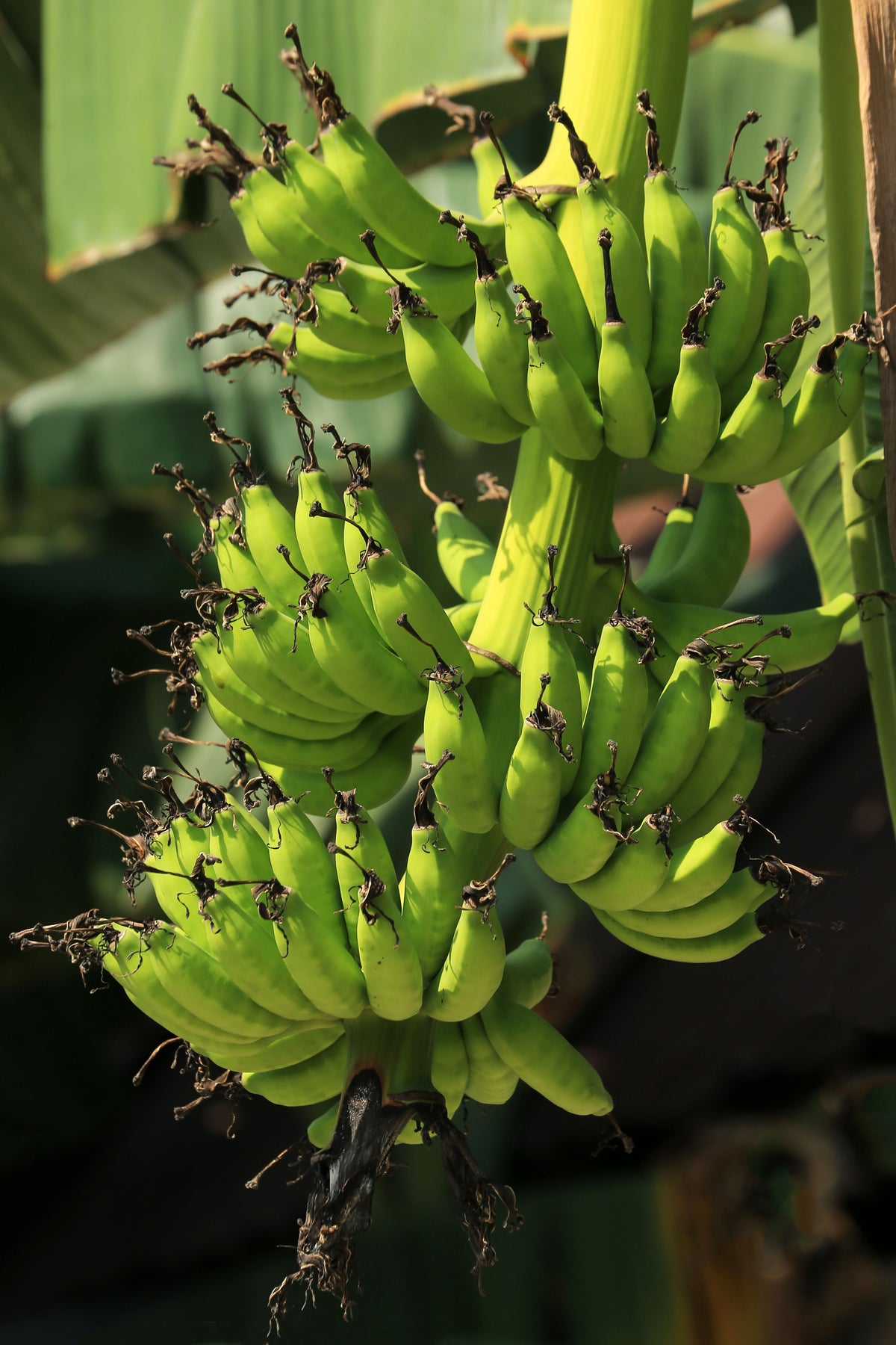 Double Mahoi Dwarf Banana Live Starter Plugs – 3 Plants, Tropical Musa sp., Compact Foliage, Edible Landscape
