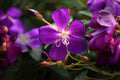 Ecuador Purple Princess Glory Bush Live Starter Plant – Tibouchina lepidota grandifolia, Tropical Ornamental Shrub, Purple Flowers