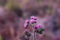 3 Live Bare Root Ironweed Plants – Vernonia spp. Native Perennial with Vibrant Purple Flowers for Pollinator Gardens