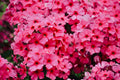 Opening Act Ultrapink Phlox Live Plants – 3 Rooted Perennial Starters in 1 Qt Pots, Bright Pink Flowers, Herbaceous Garden Plant