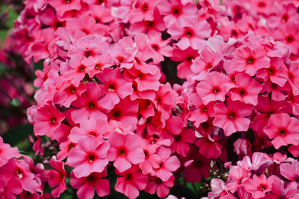 Opening Act Ultrapink Phlox Live Plants – 3 Rooted Perennial Starters in 1 Qt Pots, Bright Pink Flowers, Herbaceous Garden Plant