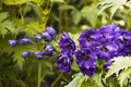 Blue Pygmy Delphinium Live Plant in 3.5-Inch Pot, Compact Perennial with Vivid Blue Flowers, Delphinium grandiflorum for Borders & Containers