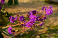 Tibouchina Athens Live Plant 5-6 Inches Tropical Flowering Shrub Ornamental Garden Plant