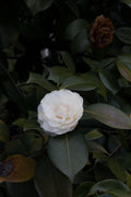 Camellia Japonica Nuccio's Gem Live Starter Plant – Evergreen Flowering Shrub in Pot