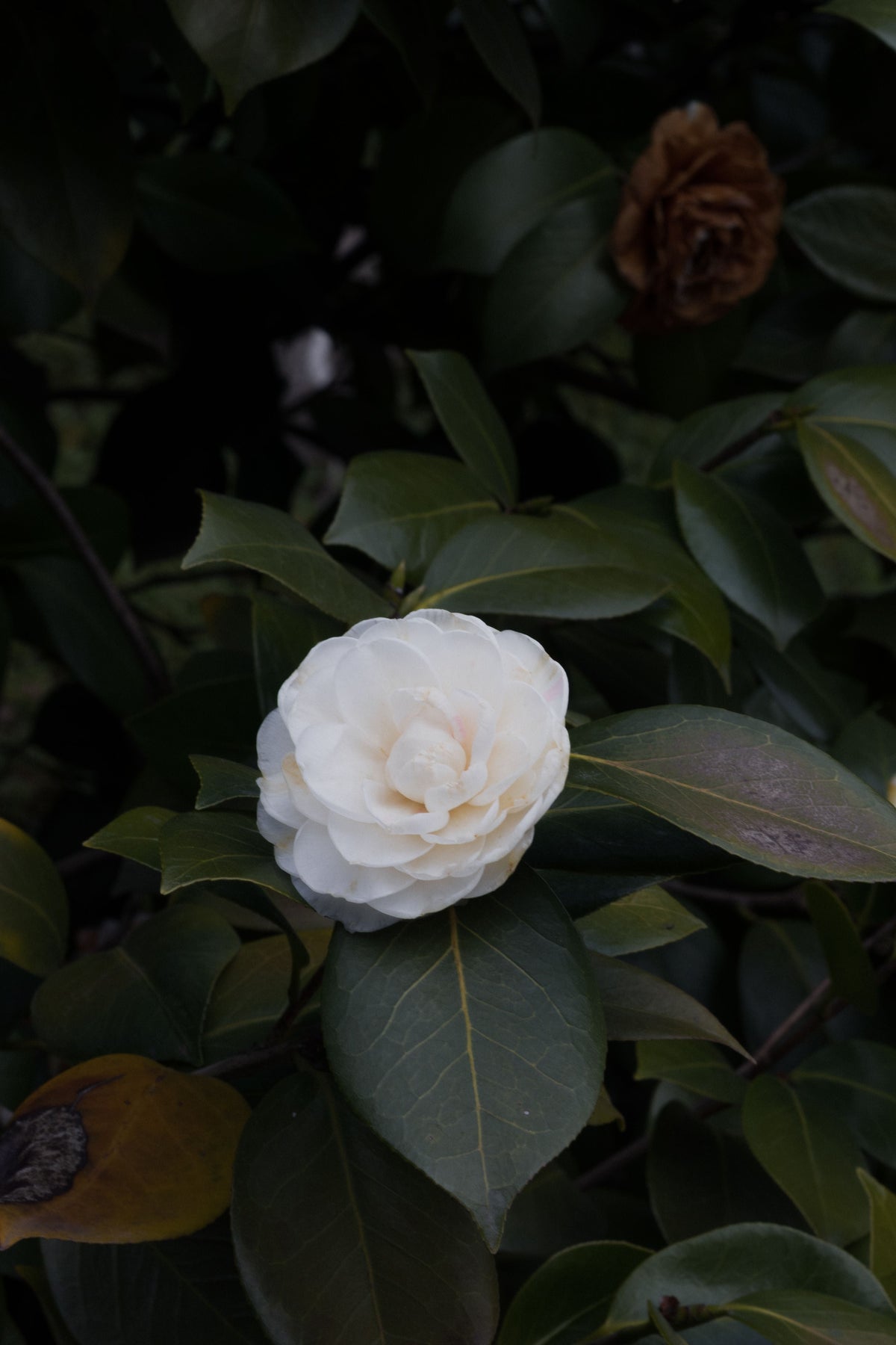 Camellia Japonica Nuccio's Gem Live Starter Plant – Evergreen Flowering Shrub in Pot