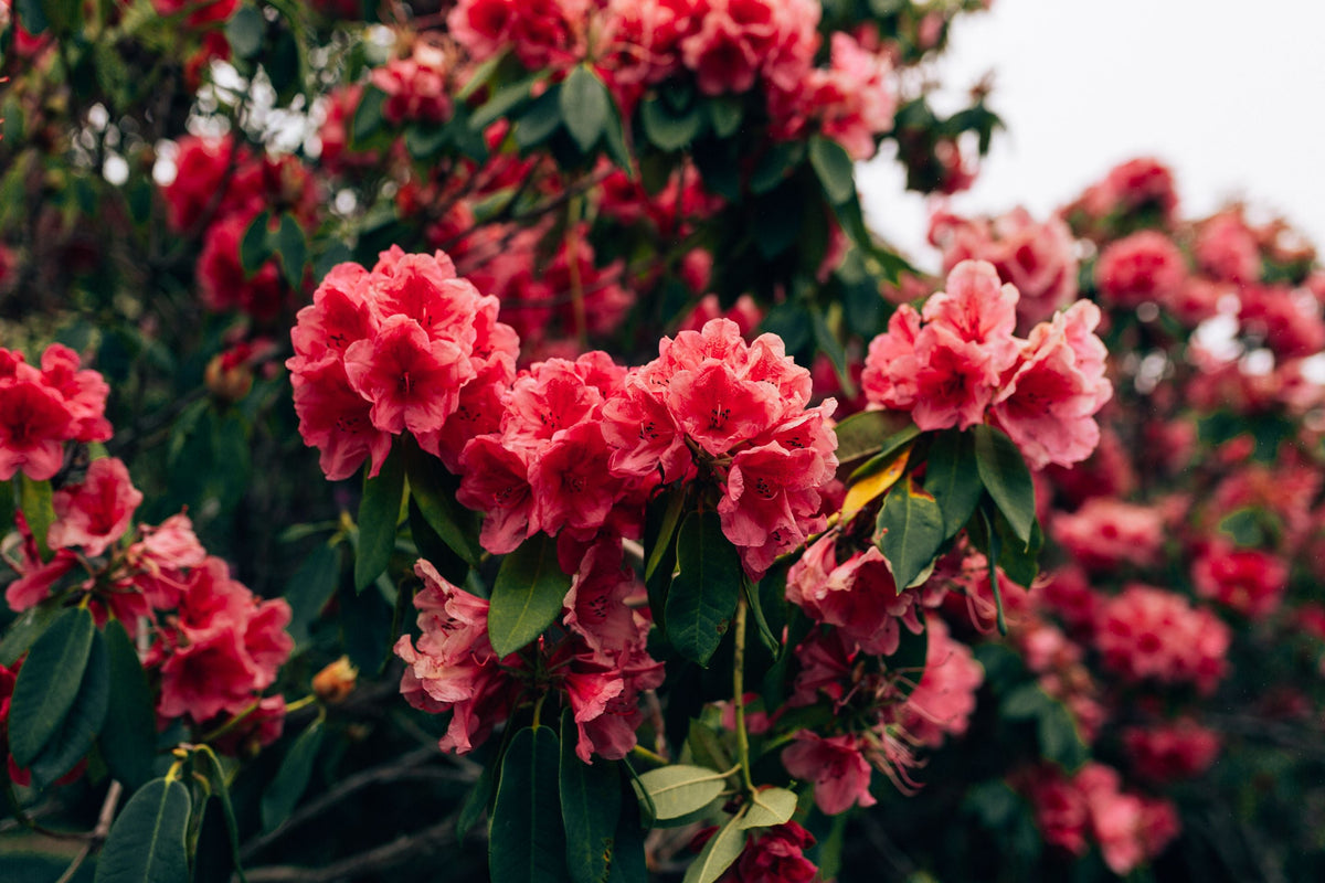 Nova Zembla Rhododendron Live Starter Plant - Red Evergreen Shrub for Landscape & Garden Bed