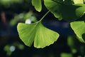 Ginkgo Biloba Bare Root Starter Tree 12–24 Inches Tall, Deciduous Landscape Tree, Fan-Shaped Foliage, Ginkgo biloba
