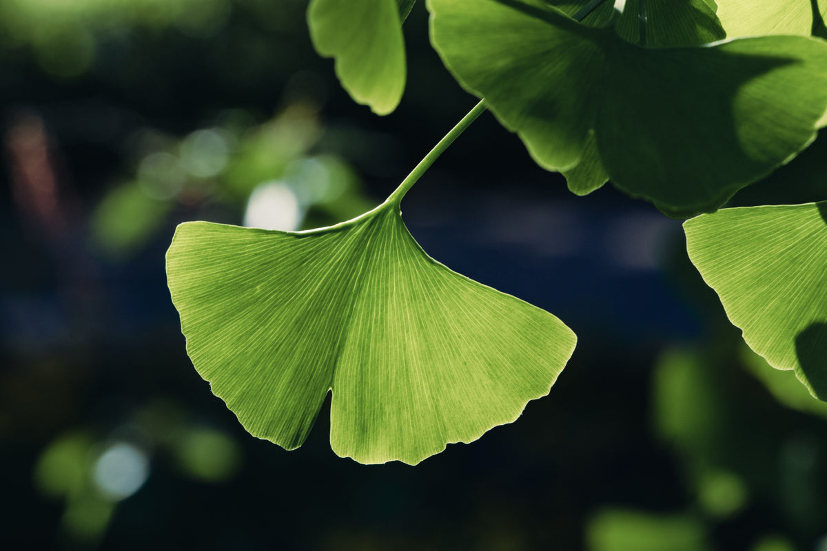 Ginkgo Biloba Bare Root Starter Tree 12–24 Inches Tall, Deciduous Landscape Tree, Fan-Shaped Foliage, Ginkgo biloba