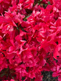 Encore® Autumn Embers® Reblooming Azalea Live Plant – Full Gallon Pot, Orange-Red Flowers, Rhododendron 'Conleb', Evergreen Shrub
