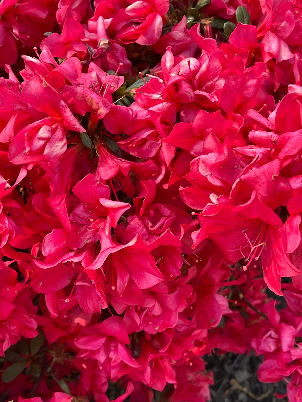 Encore® Autumn Embers® Reblooming Azalea Live Plant – Full Gallon Pot, Orange-Red Flowers, Rhododendron 'Conleb', Evergreen Shrub
