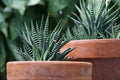 Zebra Plant Succulent Live Indoor Plant – Haworthiopsis fasciata in Pot, Compact White-Striped Foliage, Easy-Care Houseplant