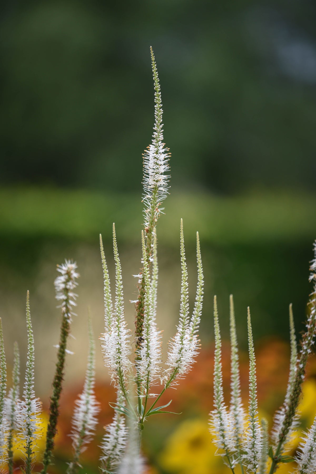 Culver's Root Live Starter Plant 4–8 Inches Tall Native Perennial Wildflower Veronicastrum virginicum