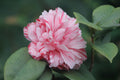 Camellia japonica 'Governor Mouton' Live Starter Plant, Variegated Pink & White Flowers, Evergreen Shrub