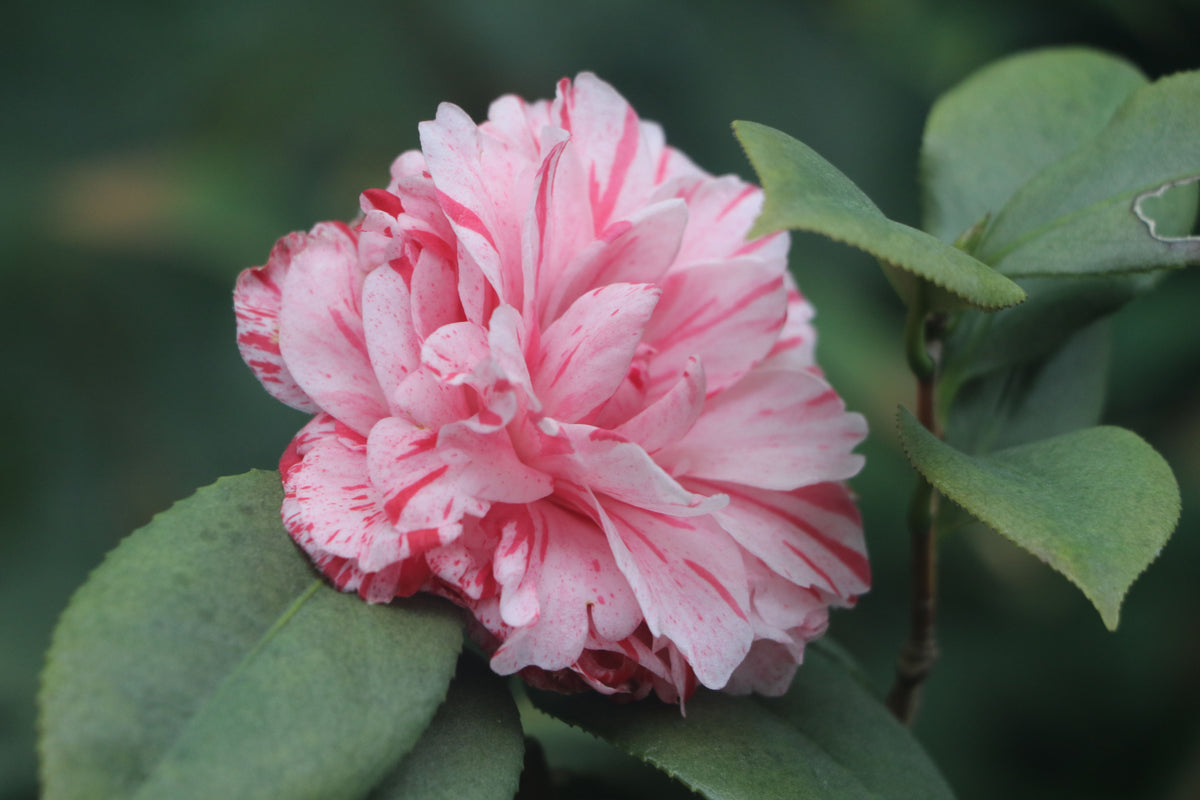 Camellia japonica 'Governor Mouton' Live Starter Plant, Variegated Pink & White Flowers, Evergreen Shrub