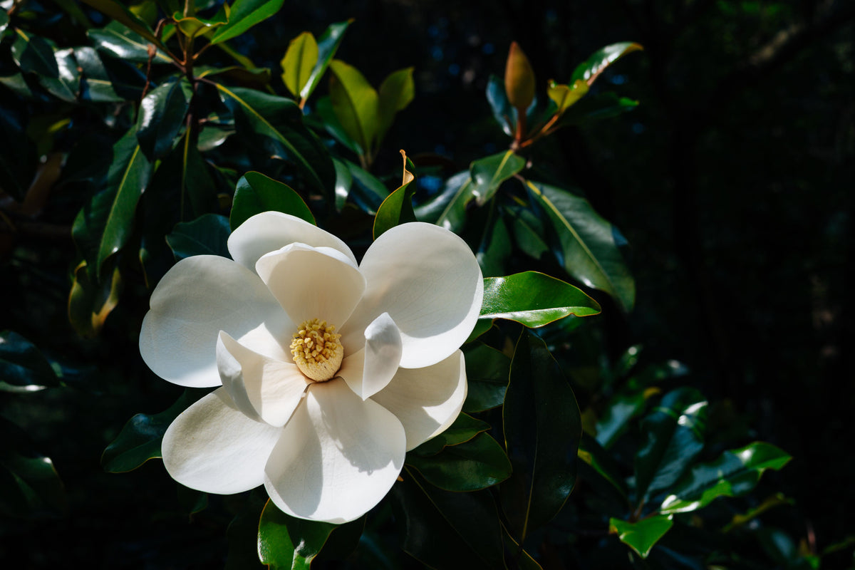 Southern Magnolia Live Plant in 2-Inch Pot – Magnolia grandiflora, Evergreen Tree, Fragrant White Flowers, Landscape & Garden Plant