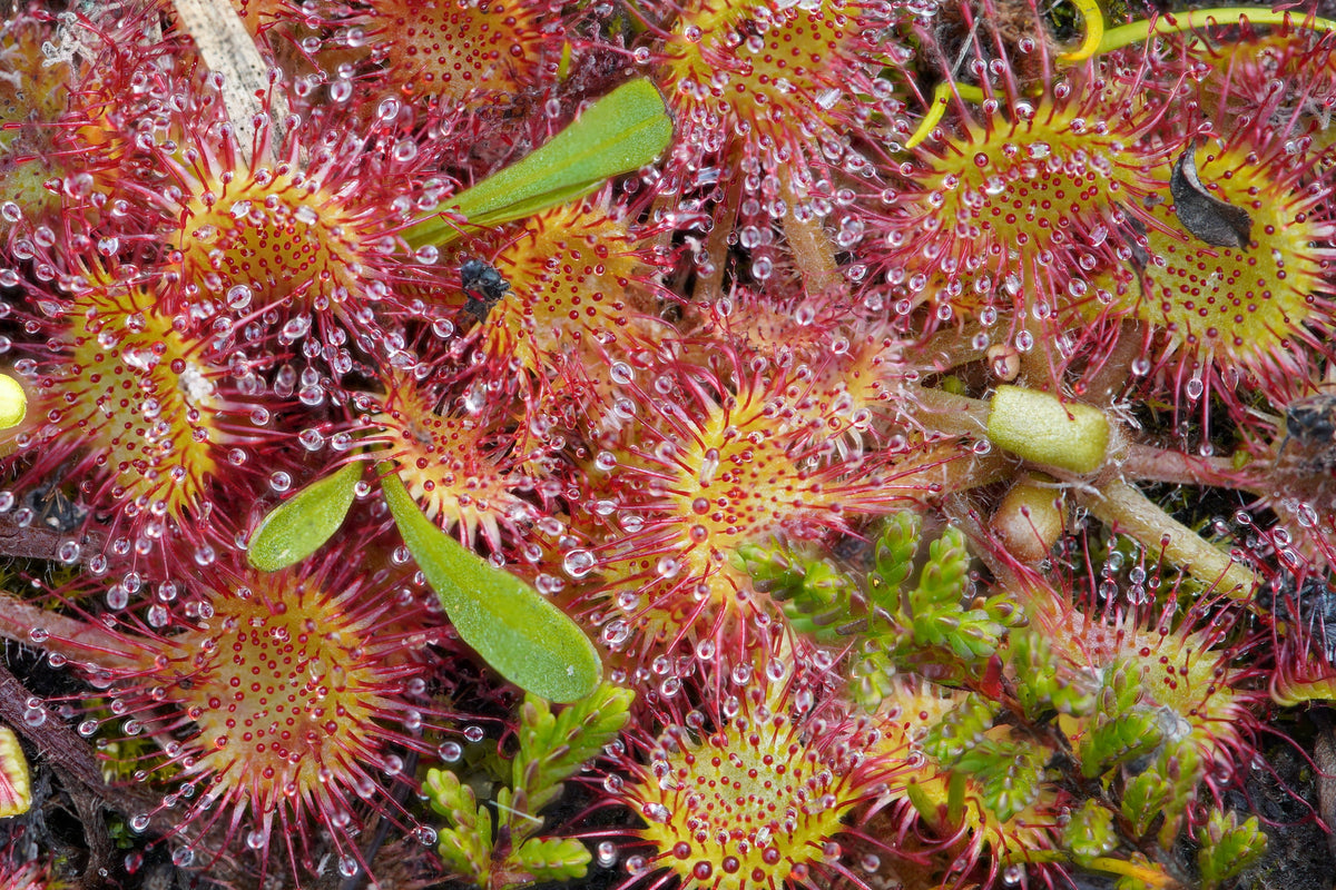 Big Pink Sundew Live Carnivorous Plant Bare Root | Drosera capensis 'Big Pink' | Pink-Tinted Foliage