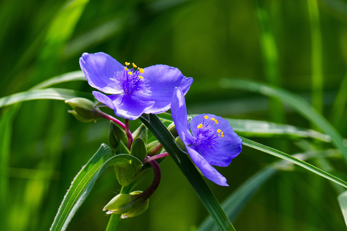 Spiderwort Bare Root Plants Pack of 5 – Tradescantia virginiana Native Perennial for Gardens & Borders