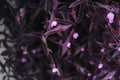 Tradescantia Pallida 'Pale Puma' Live Bare Root Plant – Purple Fuzzy Foliage, Trailing Perennial for Containers & Ground Cover
