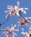 Magnolia × loebneri 'Leonard Messel' Live Plants Set of 2, Pink White Purple Spring Blooms, Flowering Tree, Nursery Pots