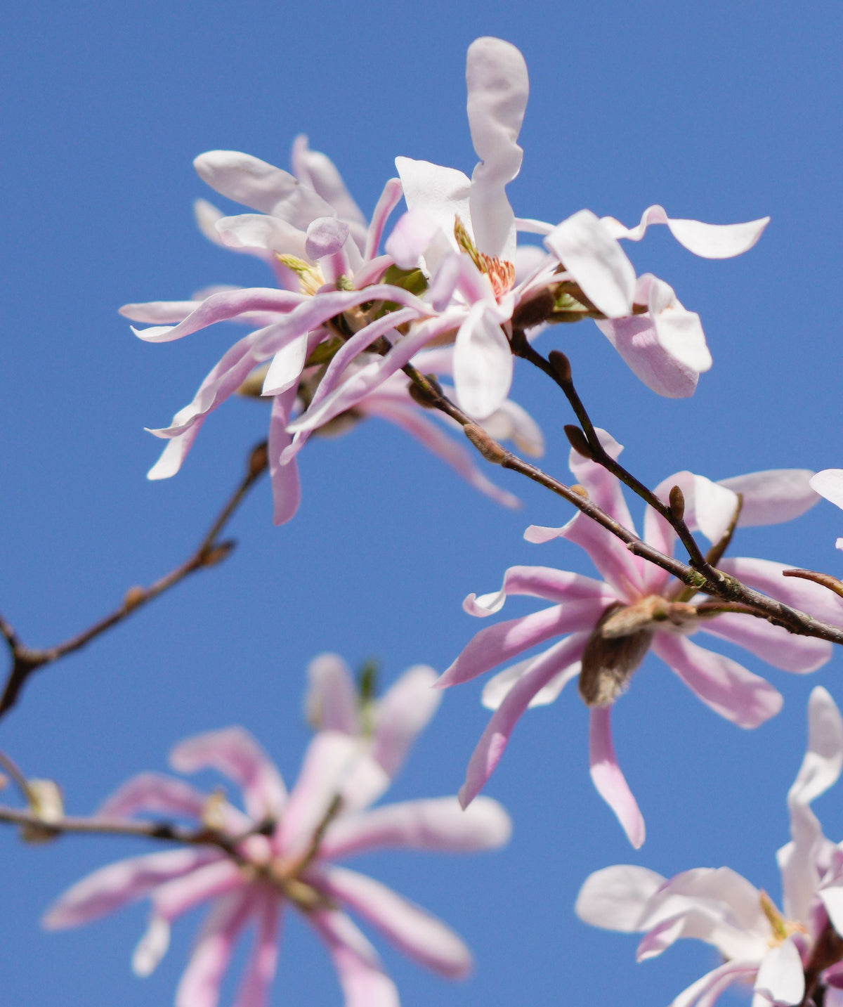 Magnolia × loebneri 'Leonard Messel' Live Plants Set of 2, Pink White Purple Spring Blooms, Flowering Tree, Nursery Pots