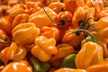 Yellow Jamaican Scotch Bonnet Chili Live Plants (3 Pack) – Capsicum chinense, Edible Hot Pepper, Full Sun, Container & Garden
