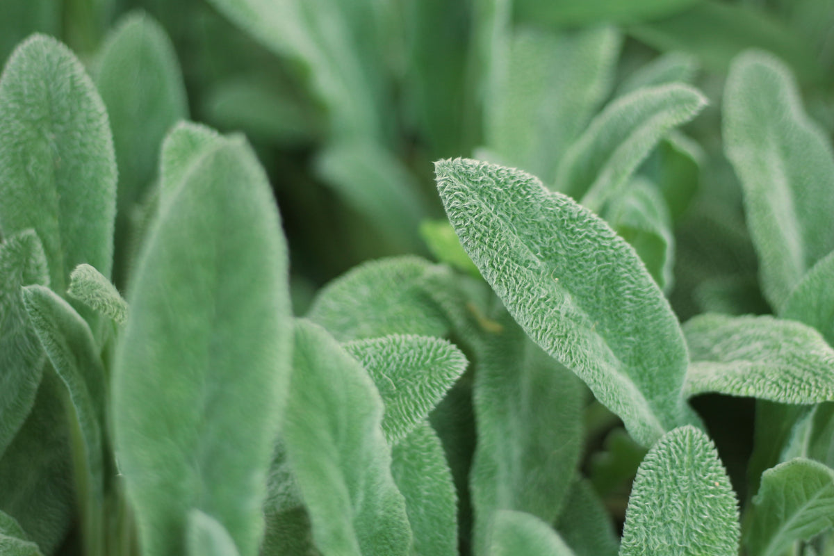 Live Lamb's Ear Plant – Perennial with Silvery Felt-Like Foliage – Stachys byzantina for Borders, Rock Gardens & Containers