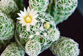 Seed Grown Mammillaria candida Live Cactus with Pups – Rare White Spine Succulent Plant for Indoor & Outdoor Gardens