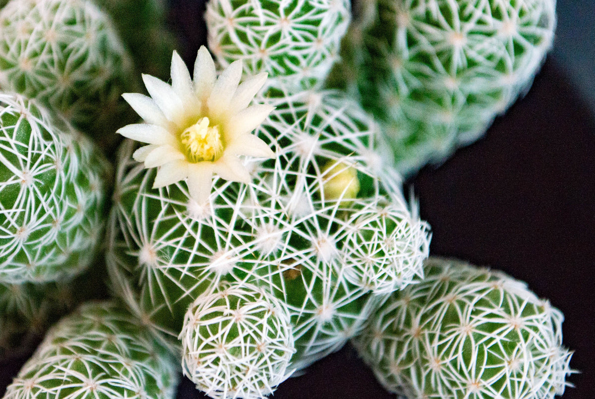 Seed Grown Mammillaria candida Live Cactus with Pups – Rare White Spine Succulent Plant for Indoor & Outdoor Gardens