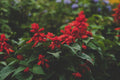 Red Salvia Greggii Live Plant 1 Gallon - Autumn Sage Flowering Perennial Shrub with Bright Red Blooms, Full Sun, Hardy, Landscape & Garden Plant