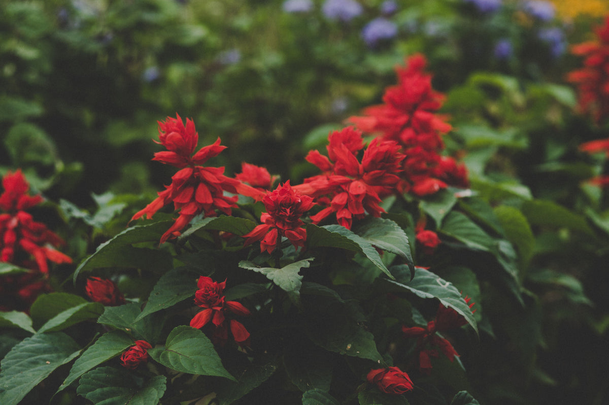 Red Salvia Greggii Live Plant 1 Gallon - Autumn Sage Flowering Perennial Shrub with Bright Red Blooms, Full Sun, Hardy, Landscape & Garden Plant