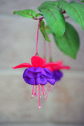 Blue Eye Fuchsia Live Plant – Hummingbird Flowering Plant – Fuchsia Hybrid for Containers & Hanging Baskets