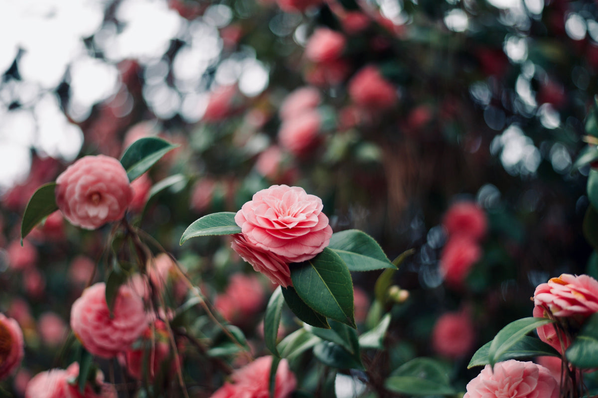 Mrs. Lyman Clarke Camellia Live Starter Plant – Camellia japonica, Evergreen Shrub, Ornamental Blooms, Well-Rooted in Pot
