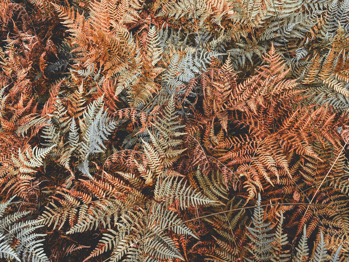 Brilliance Autumn Fern Live Plants - 3 Rooted Starter Plants in 1 Qt Pots, Dryopteris erythrosora, Shade Garden Foliage Plant